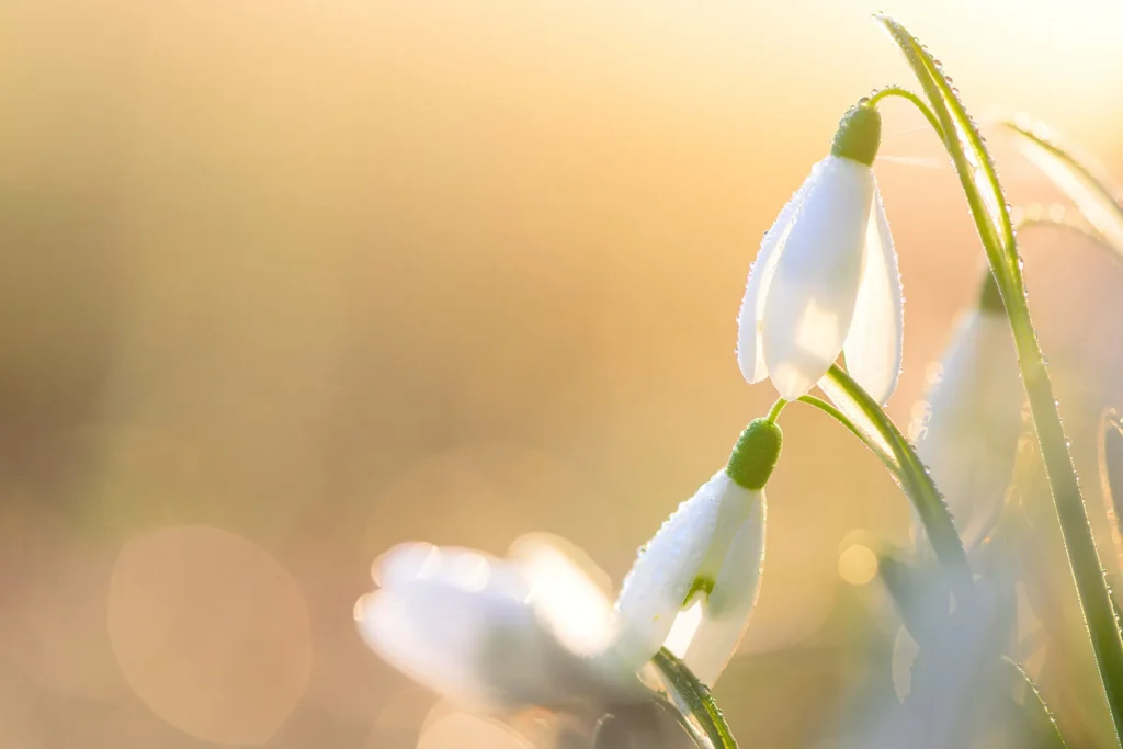 Fotogroep Esch - Scherpte Diepte - Ruud Engels - Photography - Sneeuwklokjes zonsopkomst