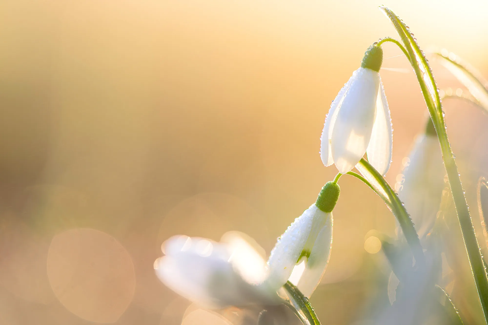 Fotogroep Esch - Scherpte Diepte - Ruud Engels - Photography - Sneeuwklokjes zonsopkomst