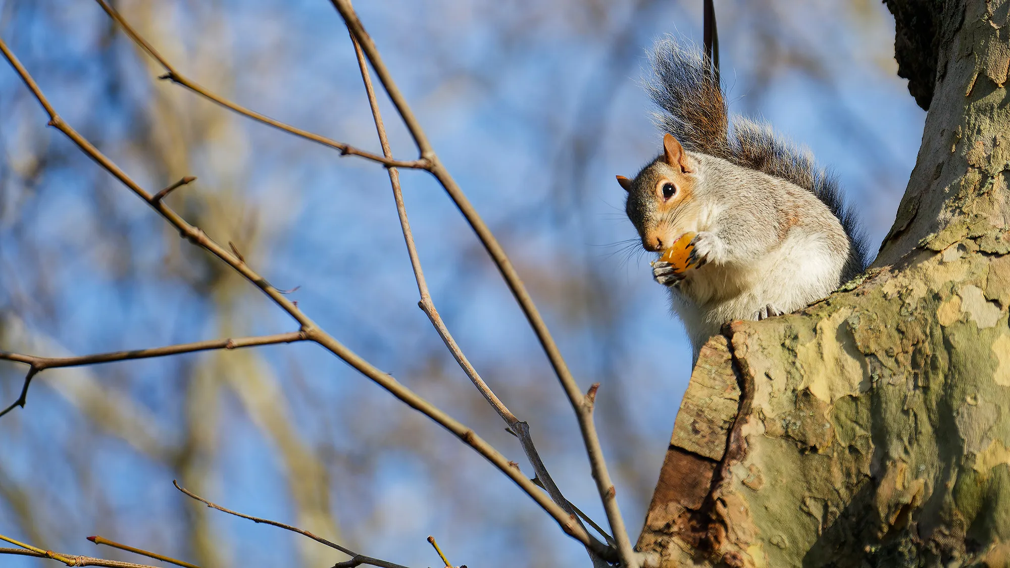Frans-Londen-Hyde-Park-Ledenbijeenkomst-januari-2026
