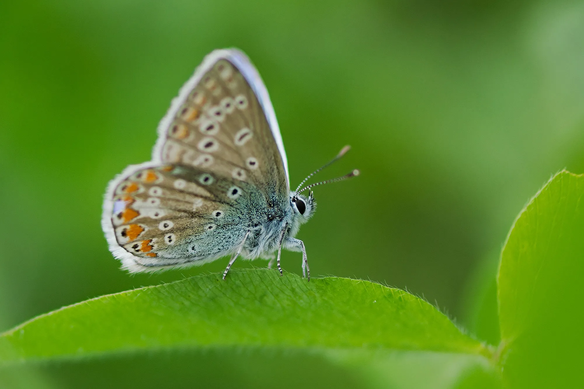 Leonie-Icarus-Blauwtje-Ledenbijeenkomst-januari-2026