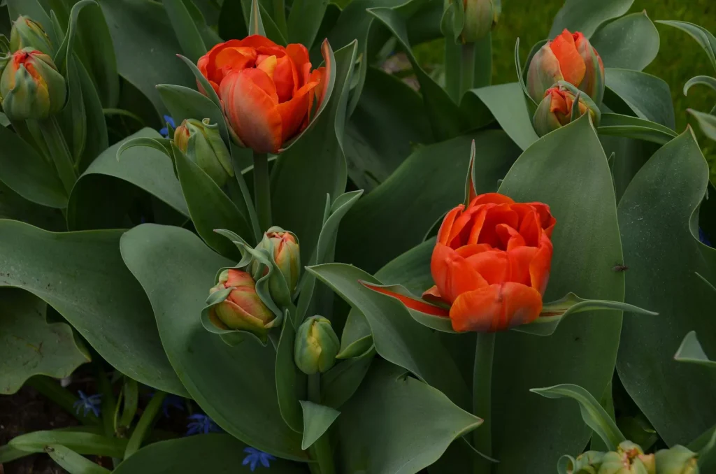 Nettie-Tulpen-Ledenbijeenkomst-januari-2026