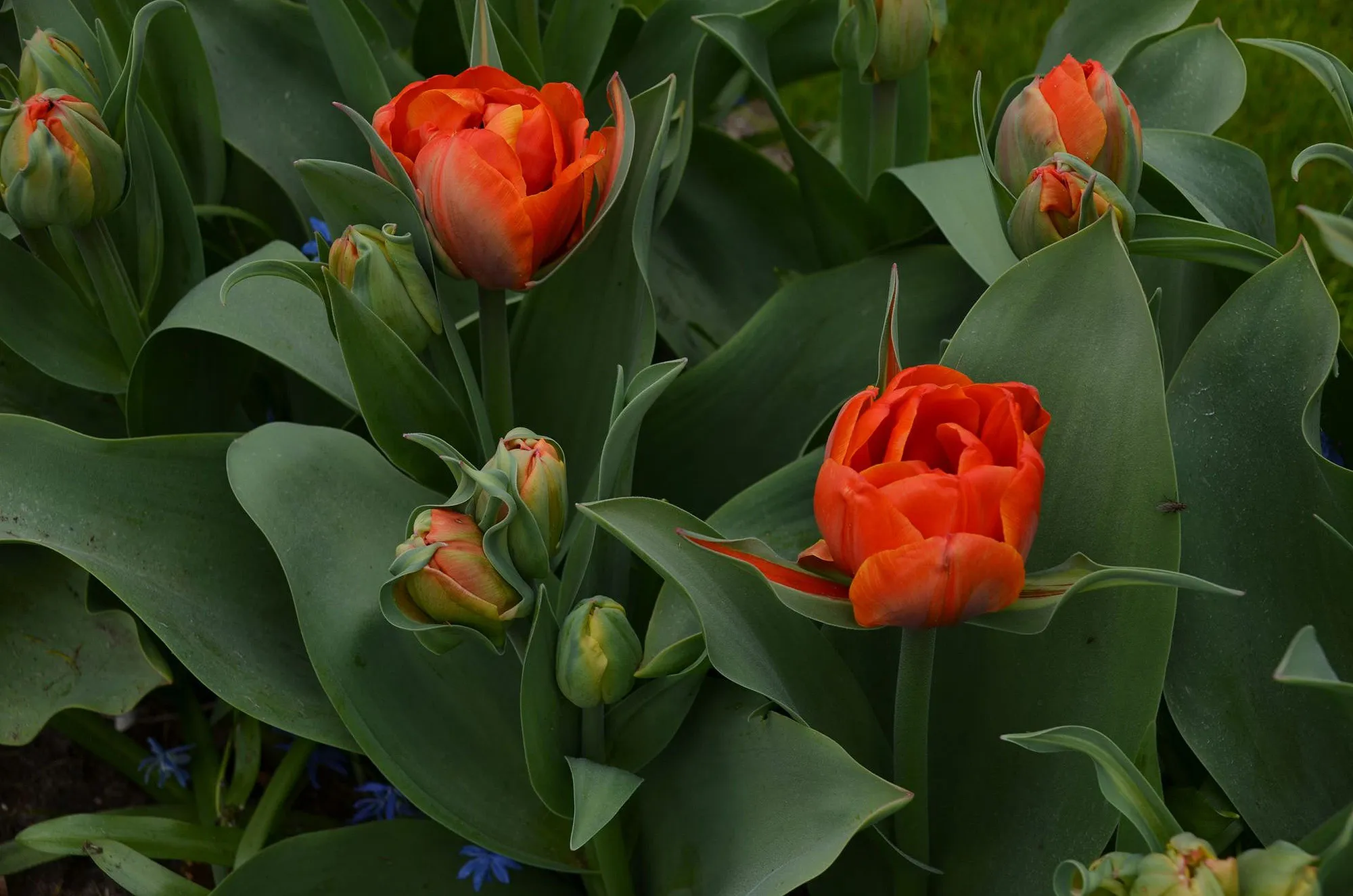 Nettie-Tulpen-Ledenbijeenkomst-januari-2026