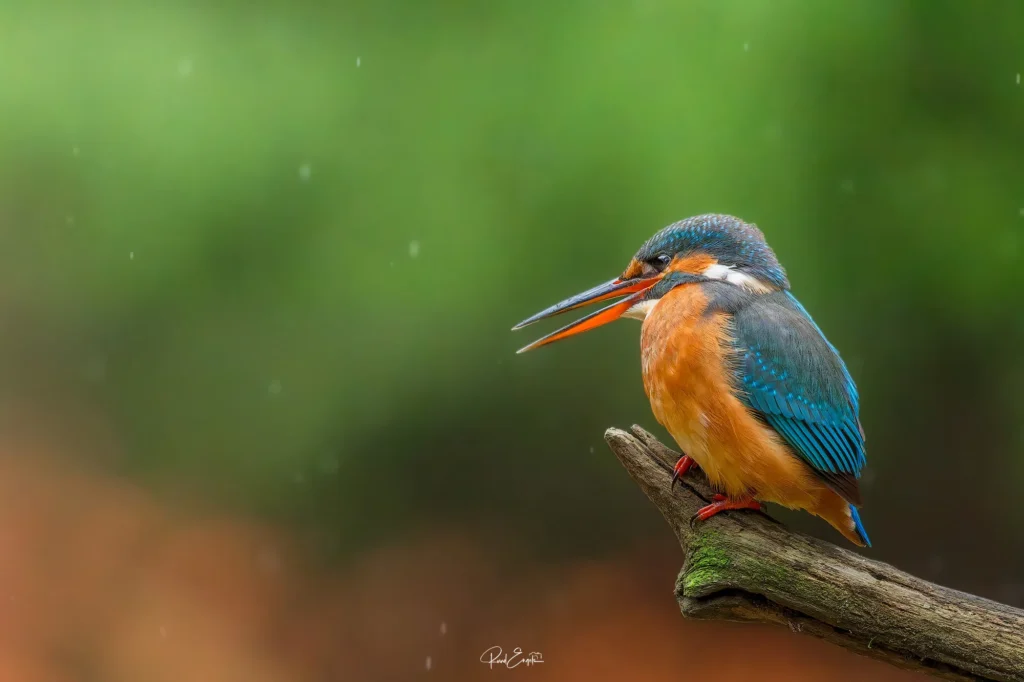 Fotogroep Esch | Ruud Engels | Photography | IJsvogel