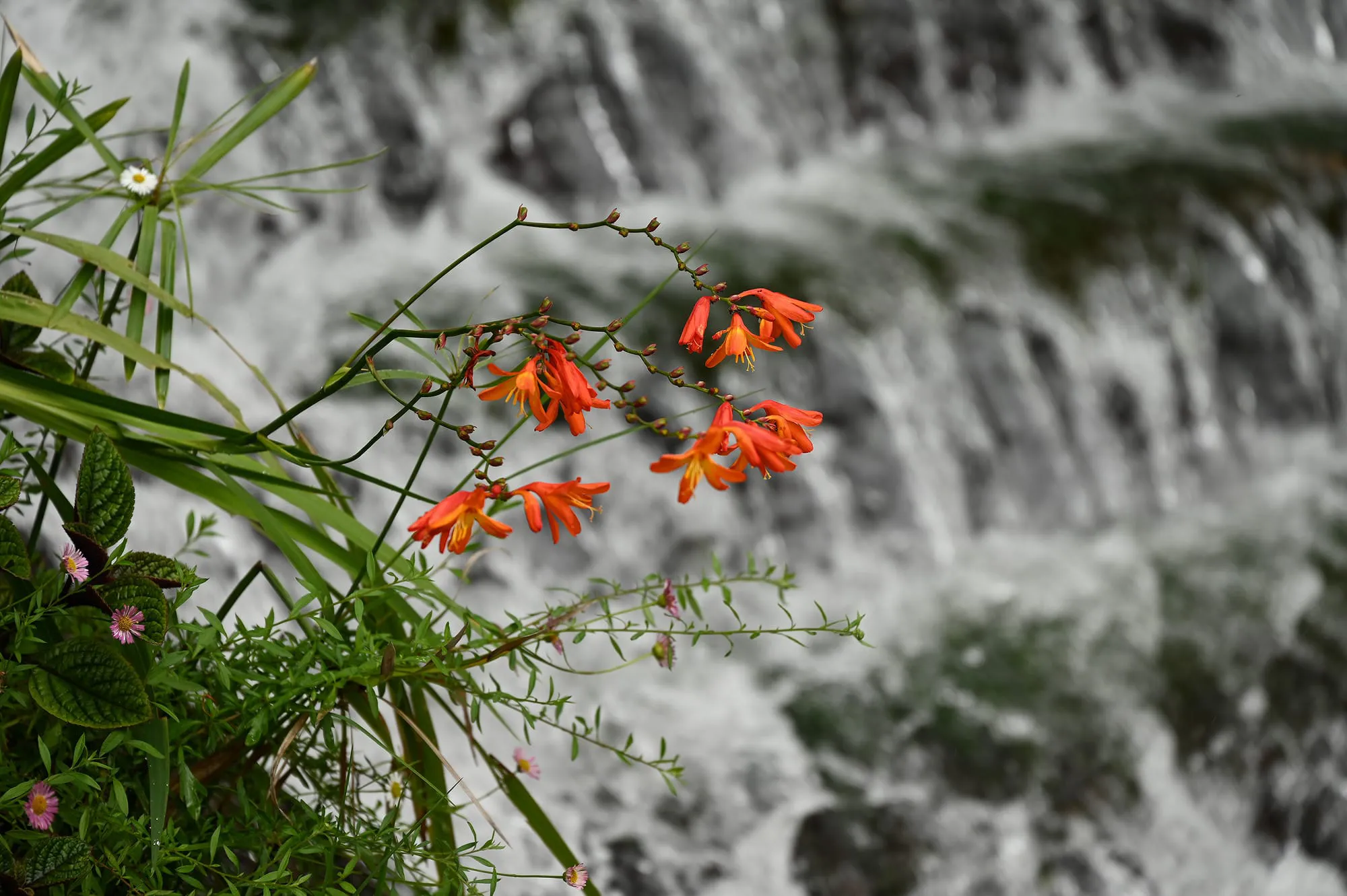 Willy-Ledenbijeenkomst-januari-2026