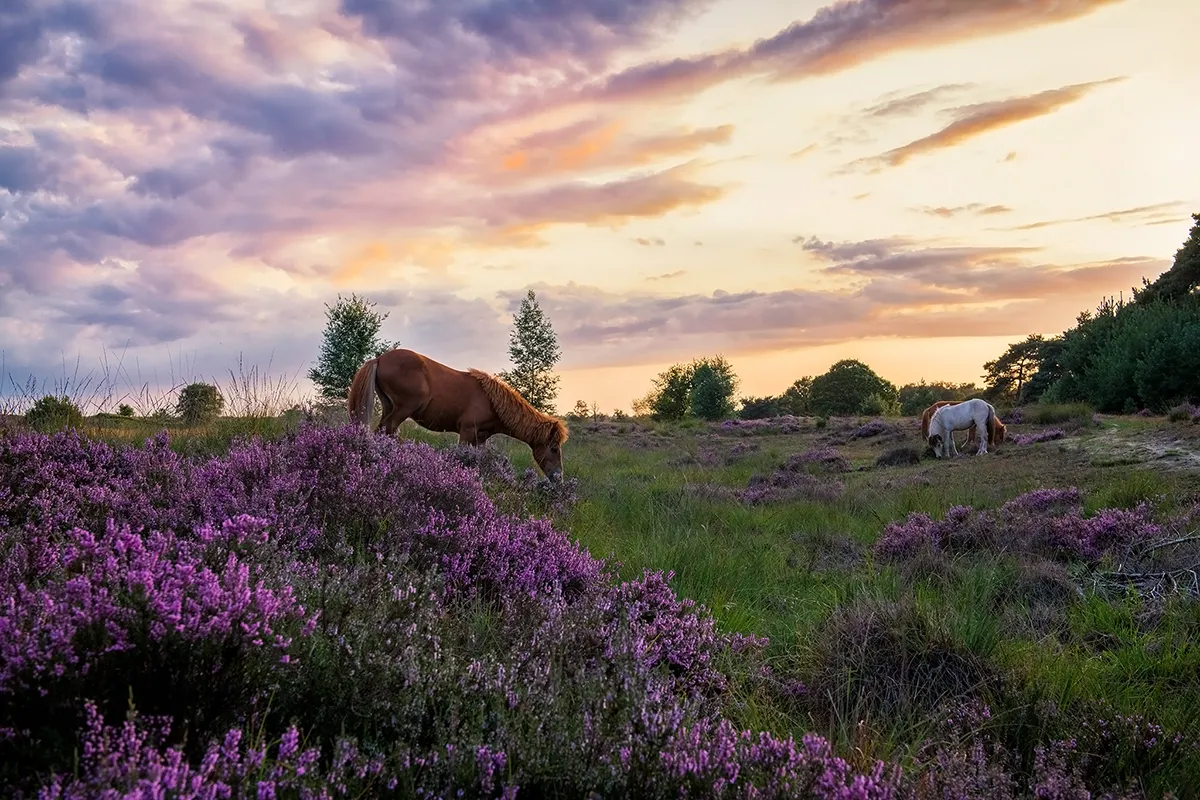 Fotogroep Esch - Avondwandeling