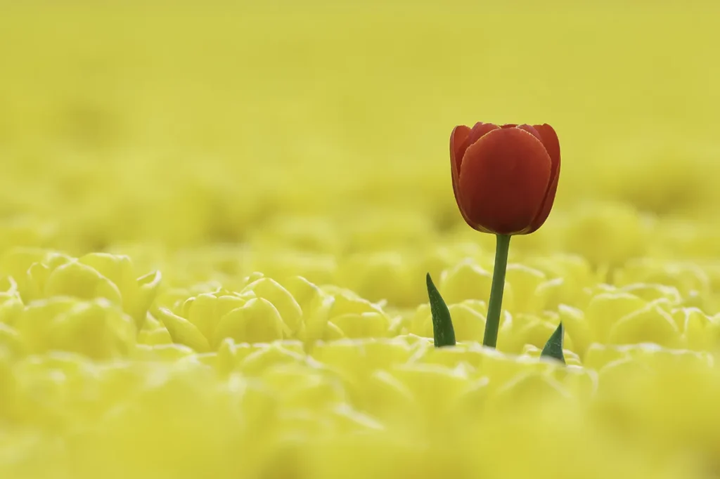 Fotogroep Esch - Kleurcontrast