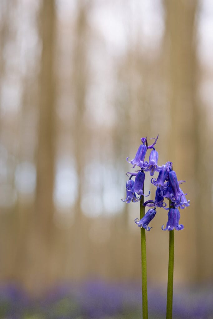 Fotogroep Esch - Patricia - Scherpte-Diepte - Voorjaarsbloeiers - Maart 2026
