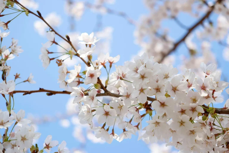 Fotogroep Esch - Ben - Scherpte-Diepte - Voorjaarsbloeiers - Maart 2026