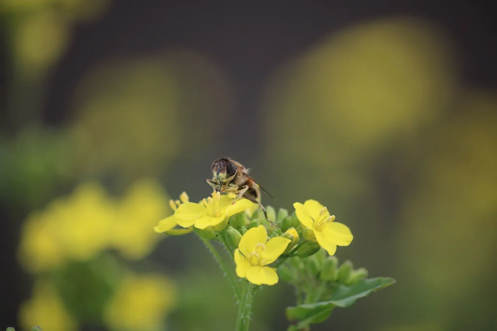 Fotogroep Esch - Erna - Scherpte-Diepte - Voorjaarsbloeiers - Maart 2026