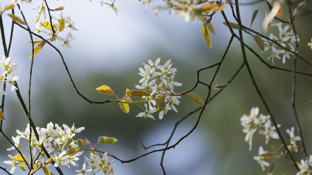 Fotogroep Esch - Frans - Scherpte-Diepte - Voorjaarsbloeiers - Maart 2026 a