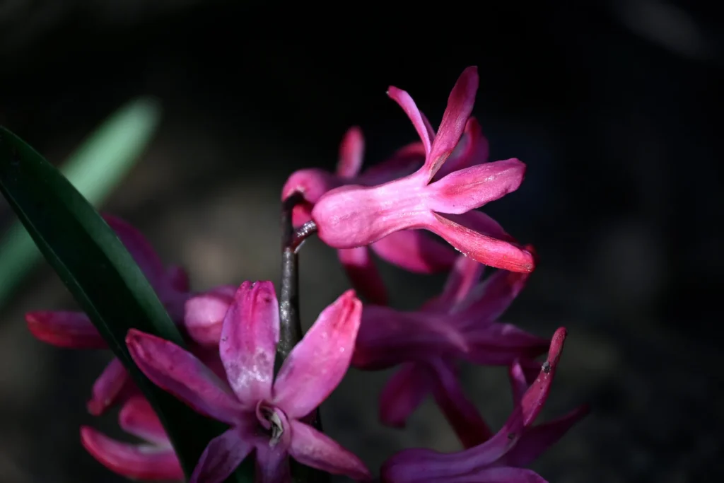 Fotogroep Esch - Hetty - Scherpte-Diepte - Voorjaarsbloeiers - Maart 2026