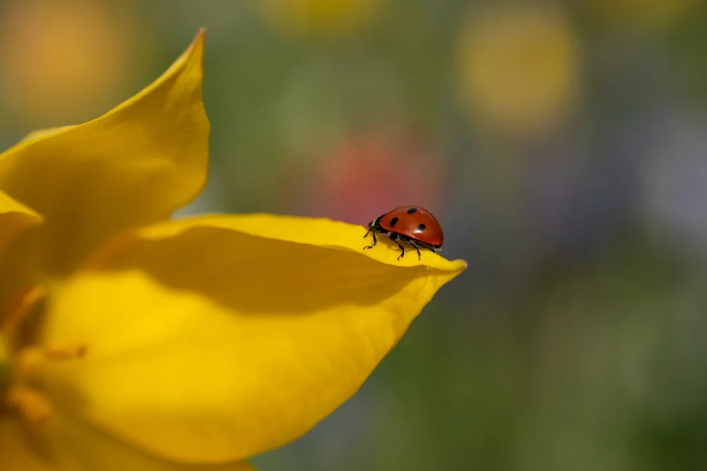 Fotogroep Esch - Ilona - Scherpte-Diepte - Voorjaarsbloeiers - Maart 2026.jpg
