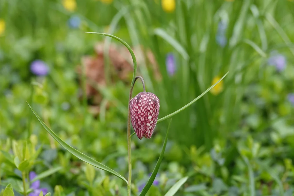 Fotogroep Esch - Janny - Scherpte-Diepte - Voorjaarsbloeiers - Maart 2026