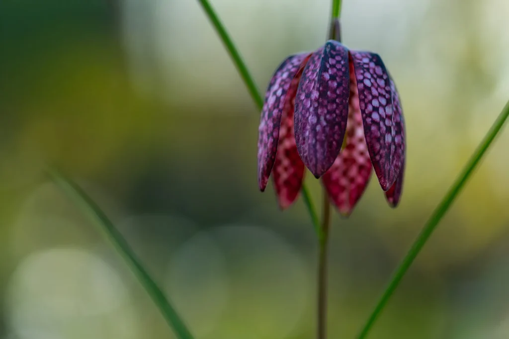 Fotogroep Esch - Leonie - Scherpte-Diepte - Voorjaarsbloeiers - Maart 2026