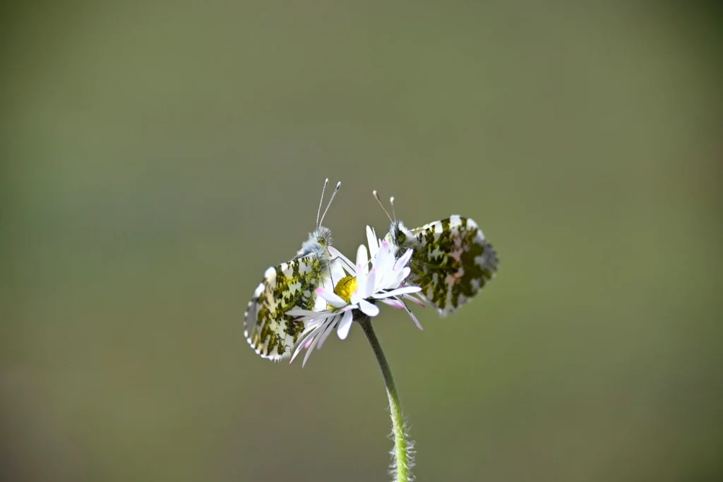 Fotogroep Esch - Marcia - Scherpte-Diepte - Voorjaarsbloeiers - Maart 2026