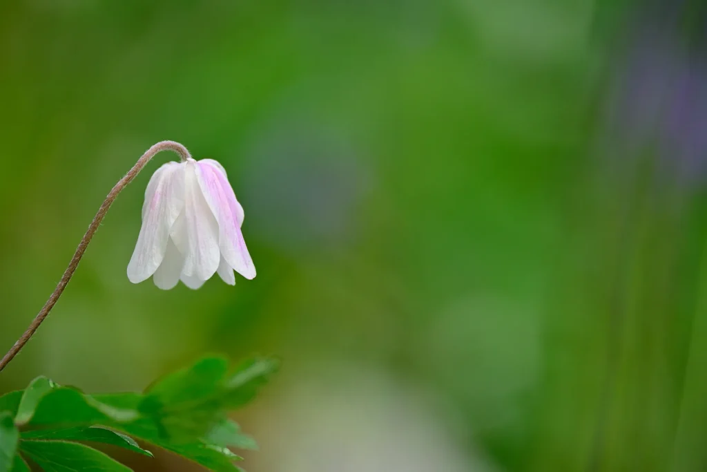 Fotogroep Esch - Marjo - Scherpte-Diepte - Voorjaarsbloeiers - Maart 2026