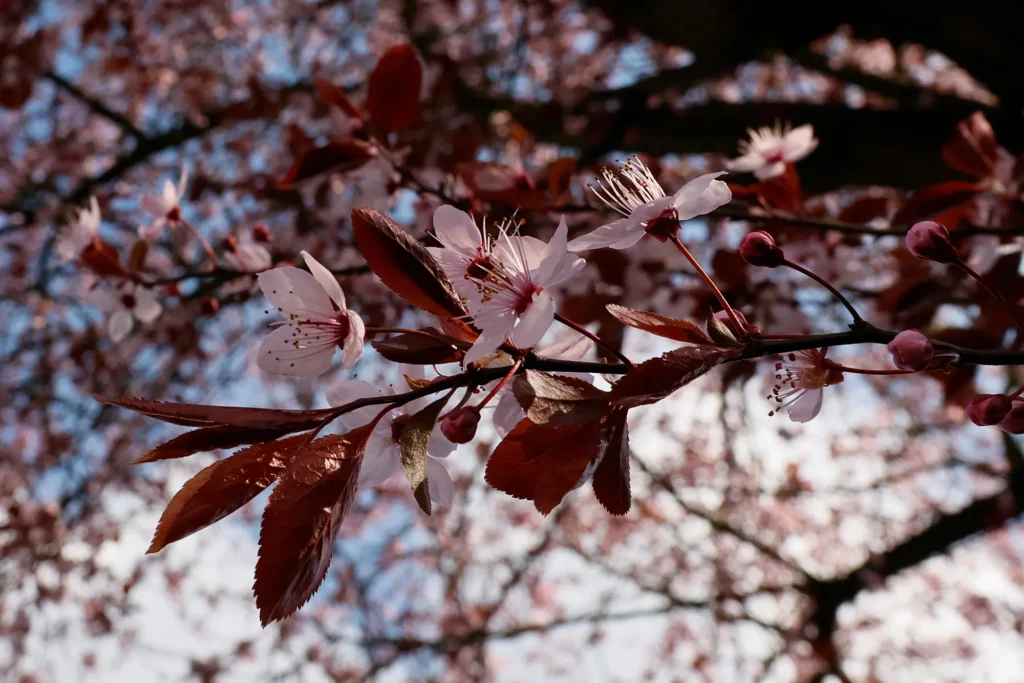 Fotogroep Esch - Mirjam - Scherpte-Diepte - Voorjaarsbloeiers - Maart 2026 nieuw