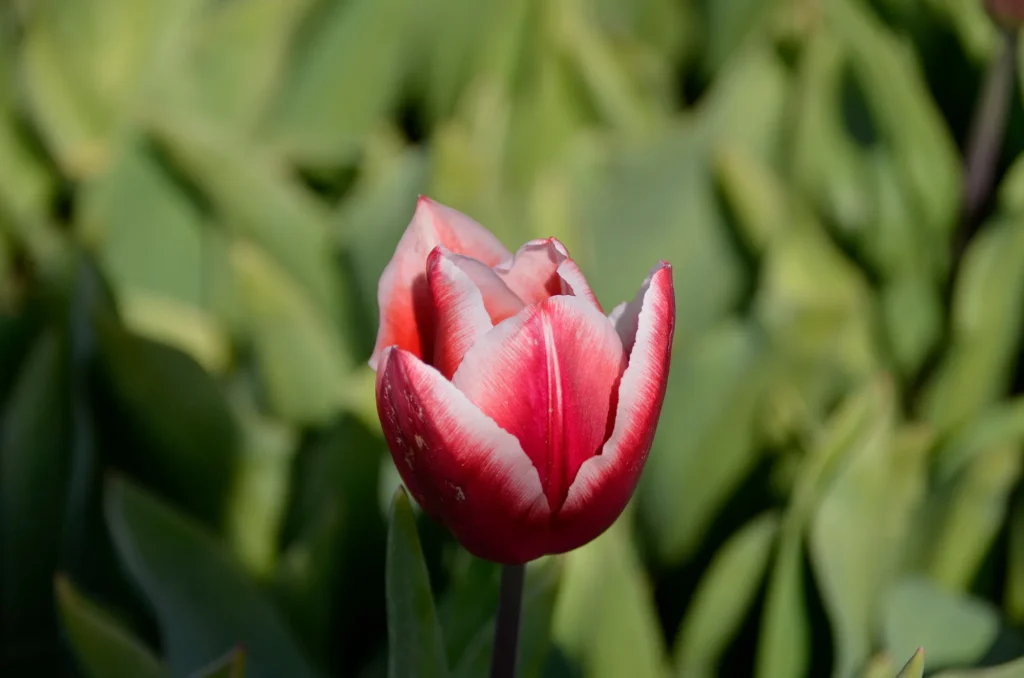 Fotogroep Esch - Nettie - Scherpte-Diepte - Voorjaarsbloeiers - Maart 2026