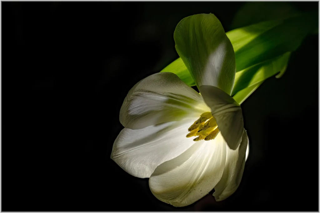 Fotogroep Esch - Paul - Scherpte-Diepte - Voorjaarsbloeiers - Maart 2026