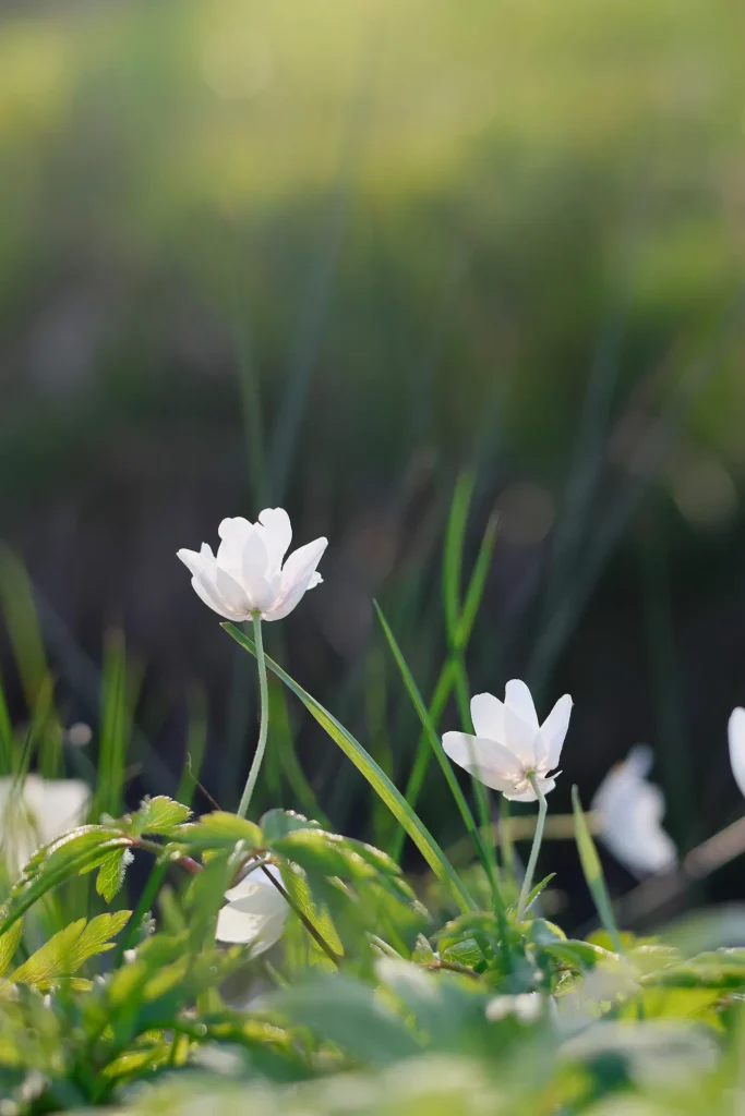 Fotogroep Esch - Rachèl - Scherpte-Diepte - Voorjaarsbloeiers - Maart 2026