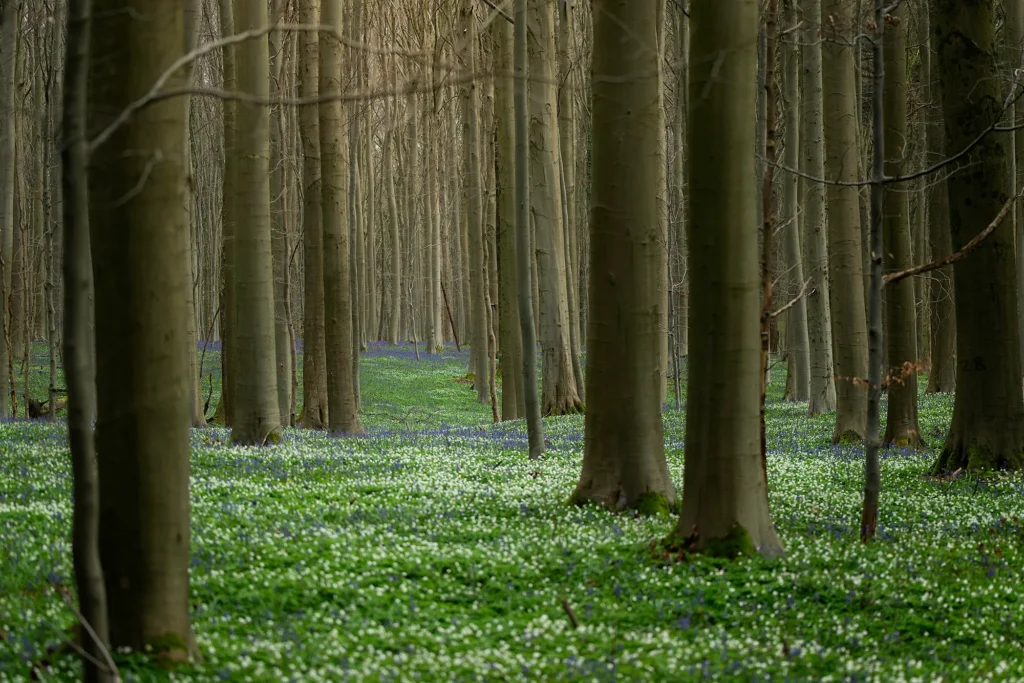 Fotogroep Esch - Ruud Engels - Photography - Hallerbos