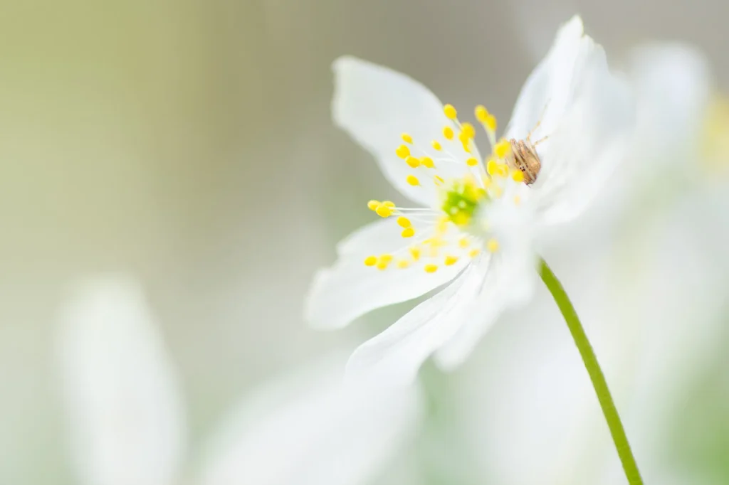 Fotogroep Esch - Ruud - Scherpte-Diepte - Voorjaarsbloeiers - Maart 2026