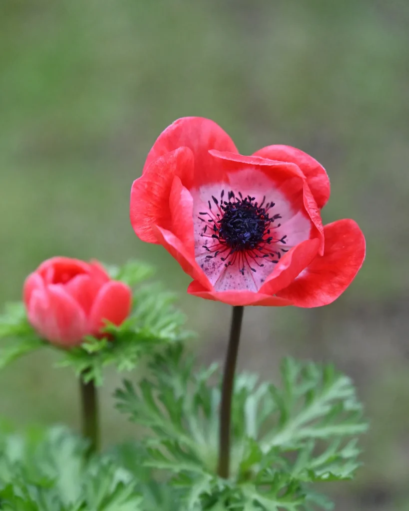 Fotogroep Esch - Willy - Scherpte-Diepte - Voorjaarsbloeiers - Maart 2026