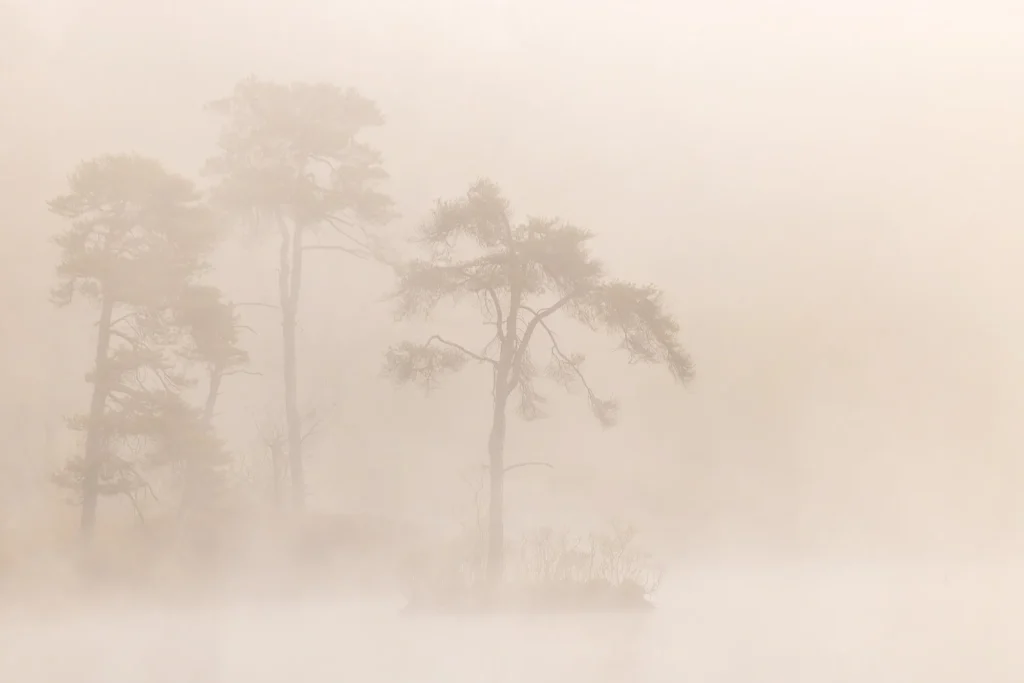 Fotogroep Esch - De Glimlach van Brabant - Erna Rijkers - Oisterwijkse bossen en vennen