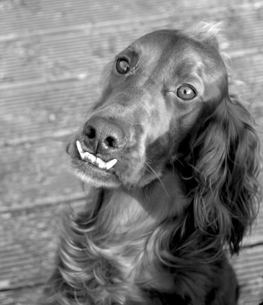 Fotogroep Esch - Marjo - Portfolio Marjo - HBC Bruine hond zwartwit