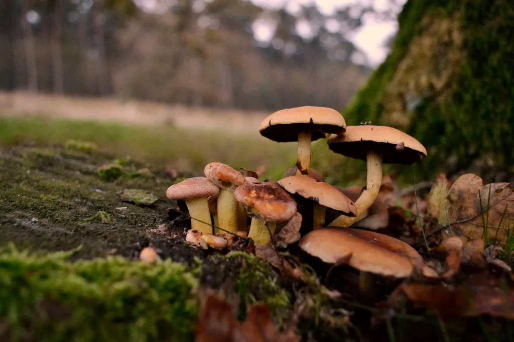 Fotogroep Esch - Marjo - Portfolio Marjo - Paddenstoelen