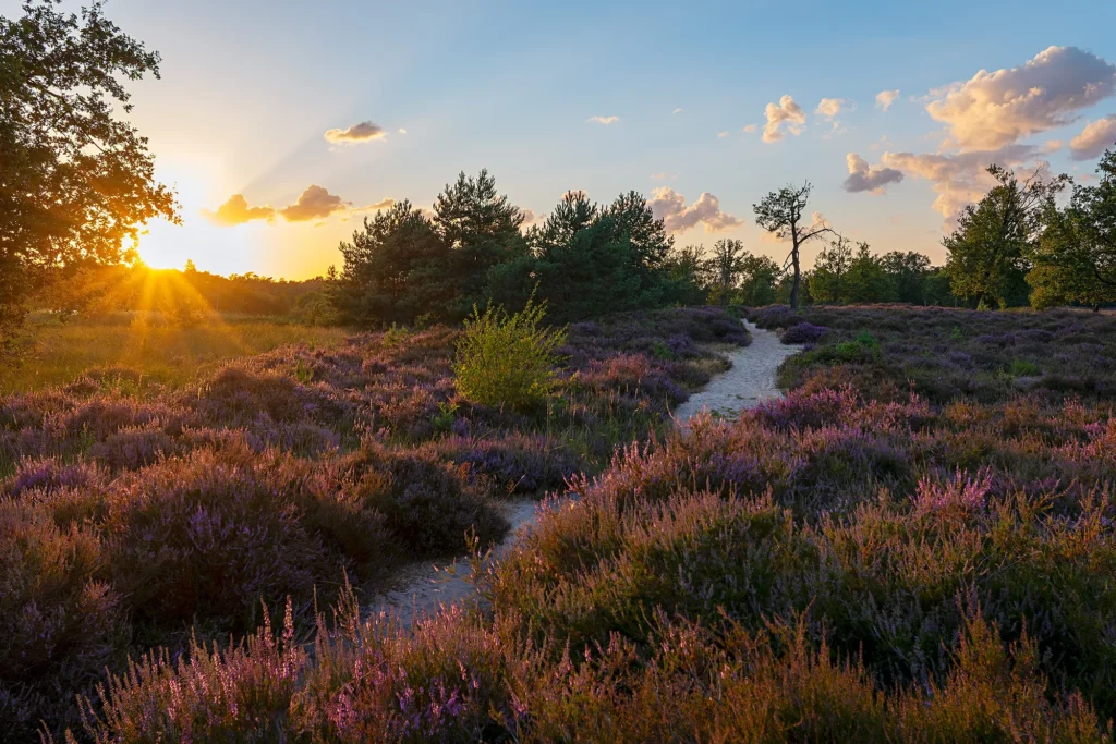 Fotogroep Esch - De Glimlach van Brabant - Leonie Engels - van der Aa - Zonsondergang Paarse Heide Kampina